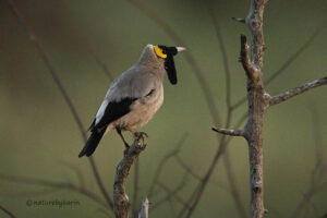 Wattled Starlings