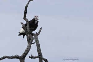 White headed vulture