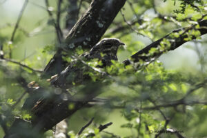 European Nightjar