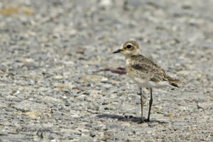 Kittlitzs Plover