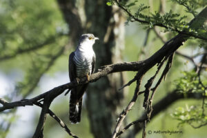 Madagascan Cuckoo