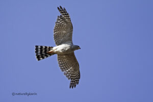 Ovambo Sparrowhawk