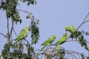 Rose ringed Parakeet