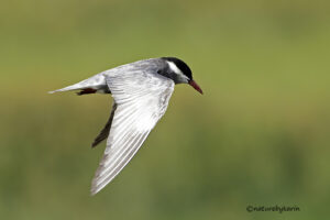 Whiskered Tern