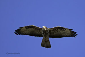 European Honey Buzzards