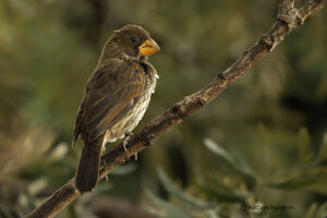 Thick billed Weaver