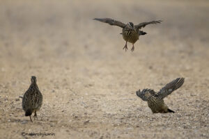 Crested Francolin