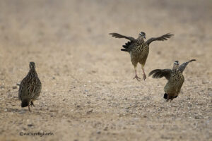 Crested Francolin