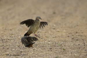 Crested Francolin