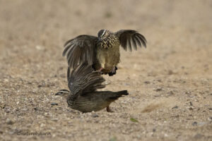 Crested Francolin