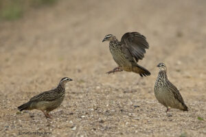 Crested Francolin