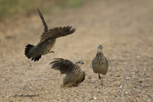 Crested Francolin