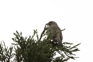 Streaky headed Seed eater