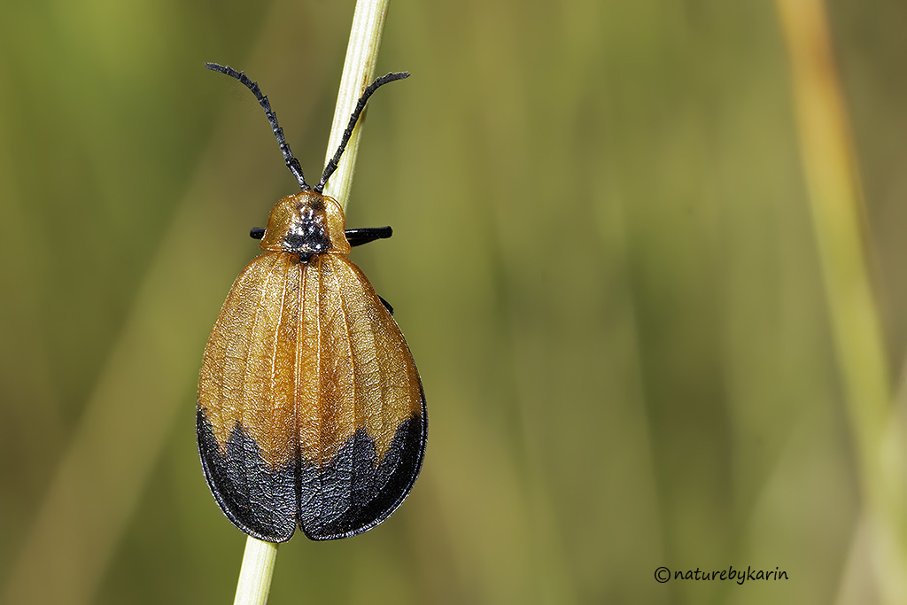 Tailed Netwing Beetle