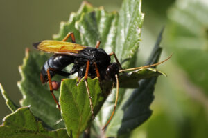 Wasp