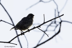 Black Throated Canary