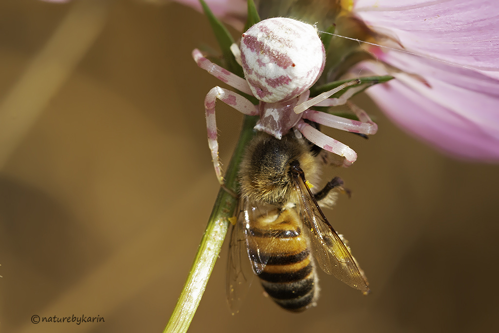 Crab spider with bee