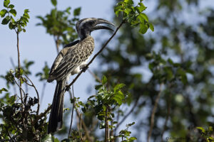 African Grey Hornbill
