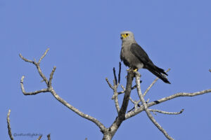 Dickinsons Kestrel