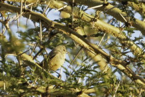 Grey Penduline Tit