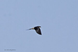 Grey Rumped Swift