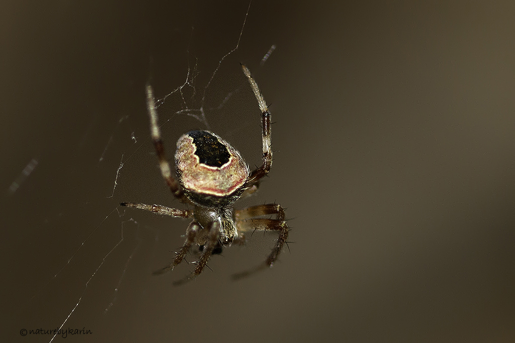 Hairy Field Spider