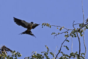 Mosque Swallow