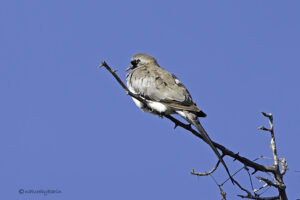 Namaqua Doves