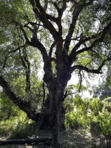 Nyala tree