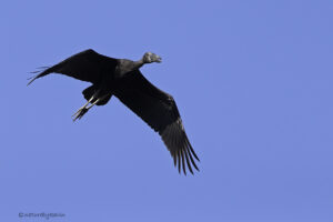Open billed Stork