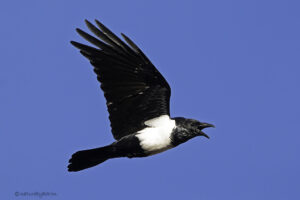 Pied Crow
