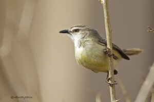 Black chested Prinia