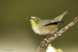 Orange river white eye