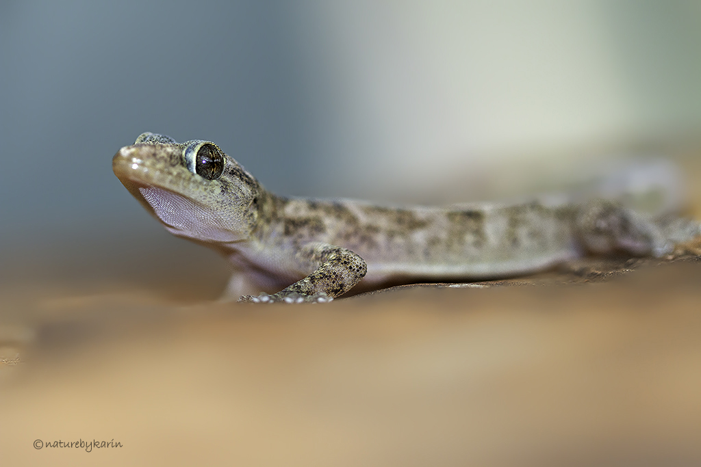 Abel Erasmus Gecko