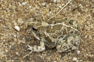 Cape Sand Frog