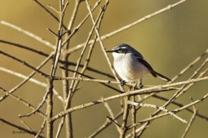 Fairy Flycatcher
