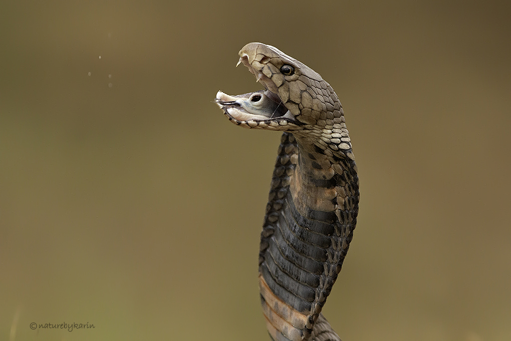 Mozambican Spitting Cobra