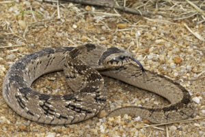 Snouted Night Adder