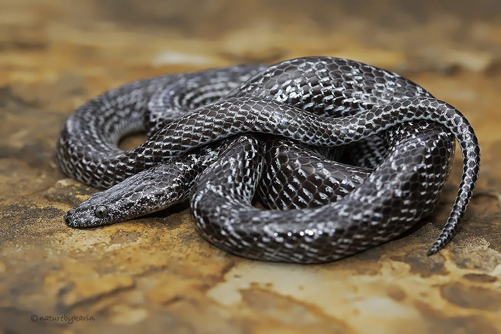 Variegated Wolf Snake