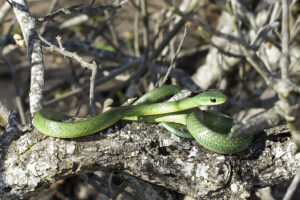 Western Natal Green Snake
