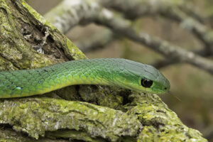 Western Natal Green Snake