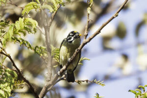 Yellow Fronted Tinkerbird
