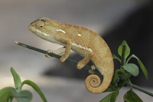 Flap necked Chameleon