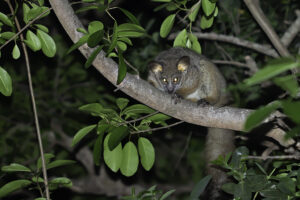 Thick tailed Bushbaby
