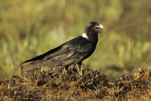 White necked Raven