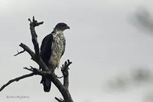 African Hawk Eagle