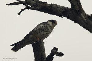 Amur Falcon
