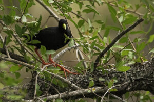 Black Crake