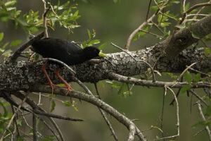 Black Crake