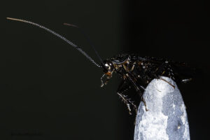 Black Velvet Cockroach